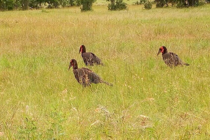 Safari Tour; Nairobi National Park 5