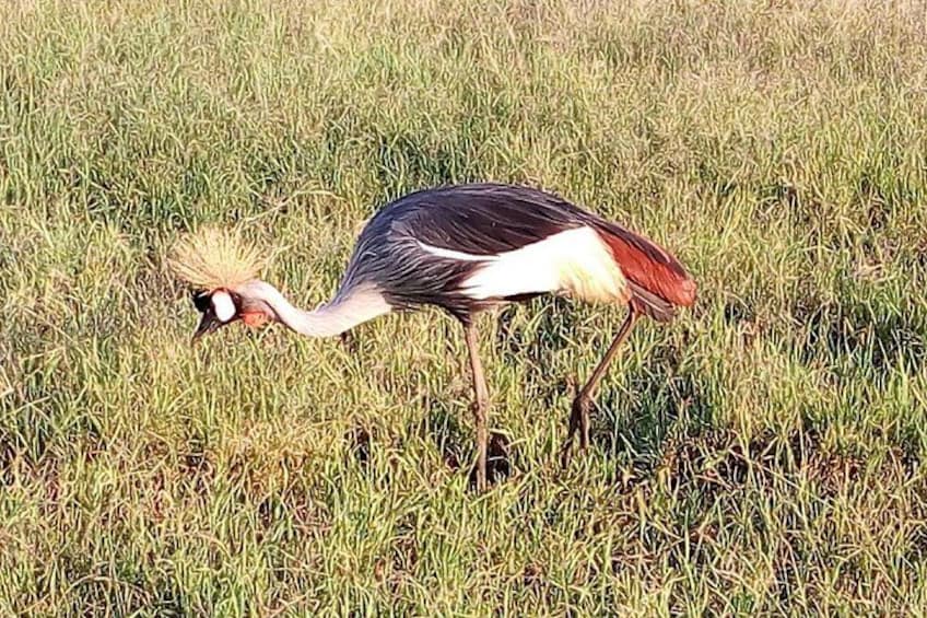 Safari Tour; Nairobi National Park 5