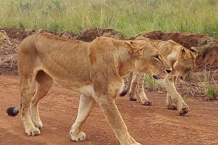 Safari Tour; Nairobi National Park 2