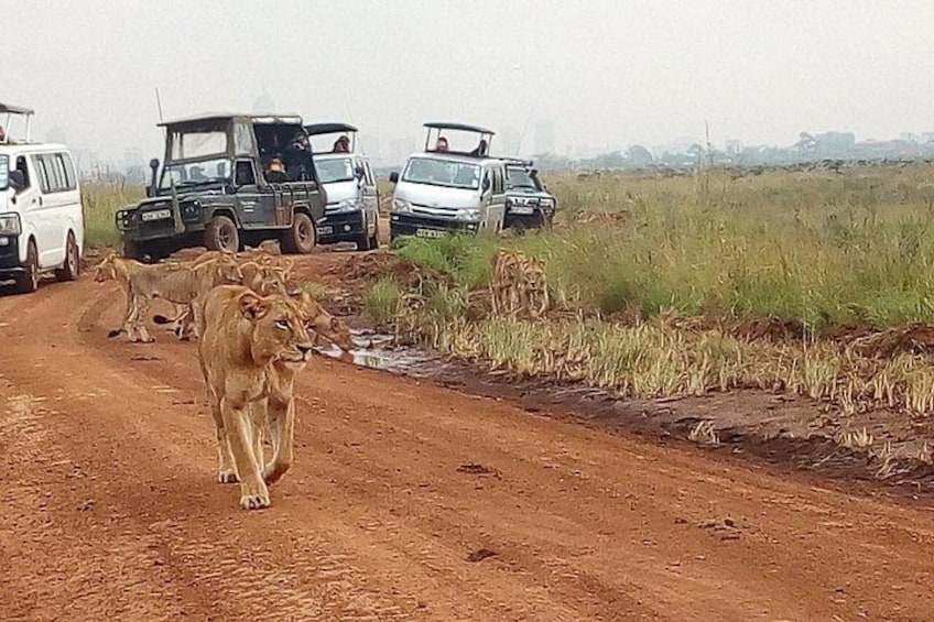 Safari Tour; Nairobi National Park 3