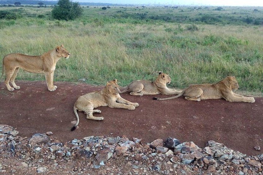 Safari Tour; Nairobi National Park 5