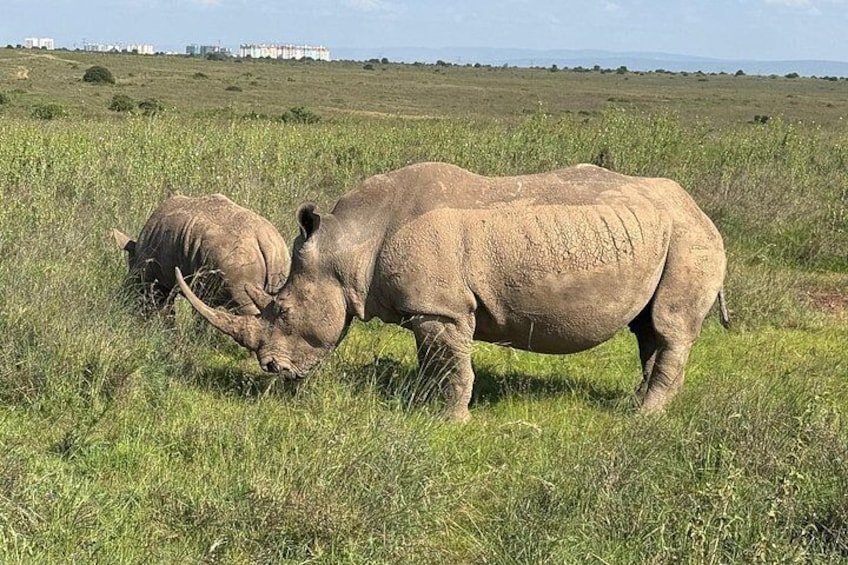 Safari Tour; Nairobi National Park 2
