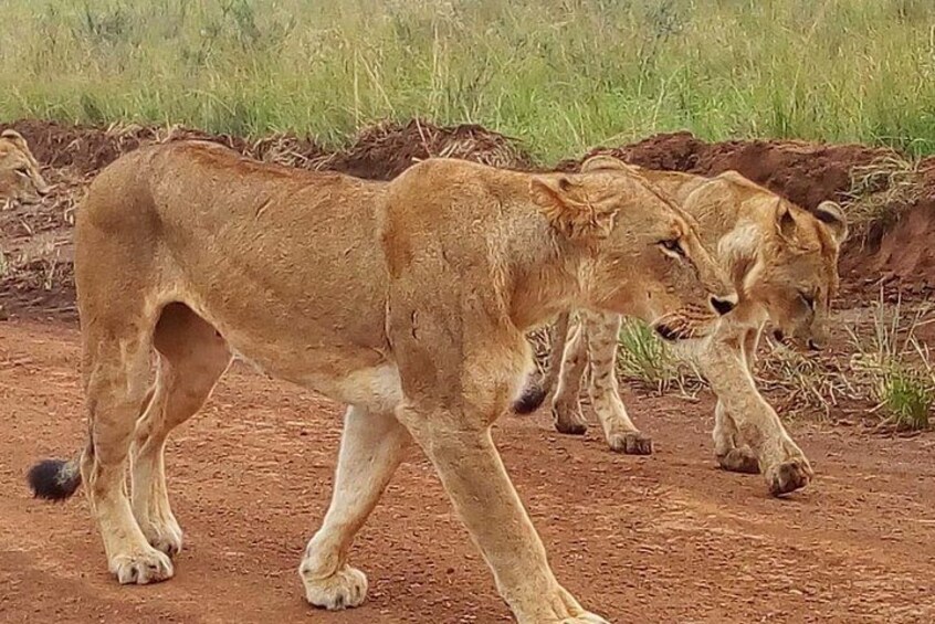 Safari Tour; Nairobi National Park 4