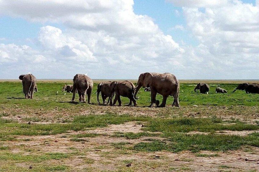Safari Tour; Nairobi National Park 3