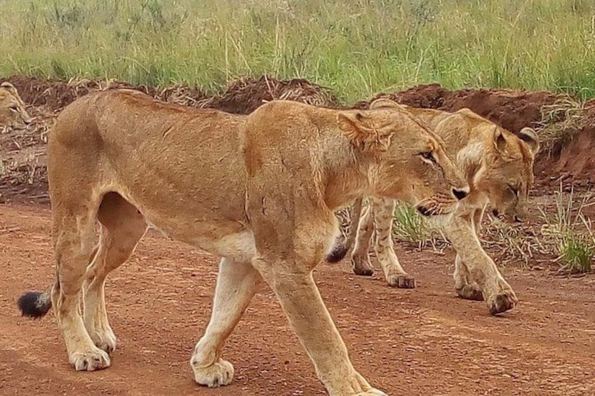 Safari Tour; Nairobi National Park 5