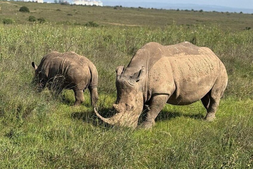 Safari Tour; Nairobi National Park 4