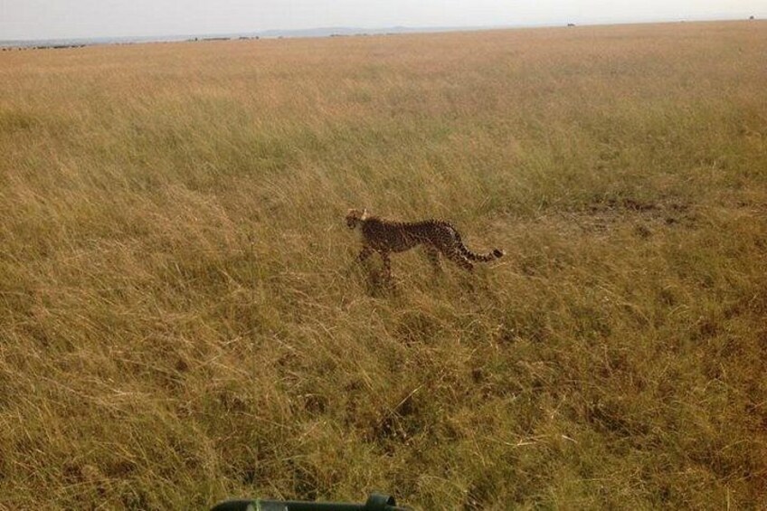 cheetah on hunting mission 2