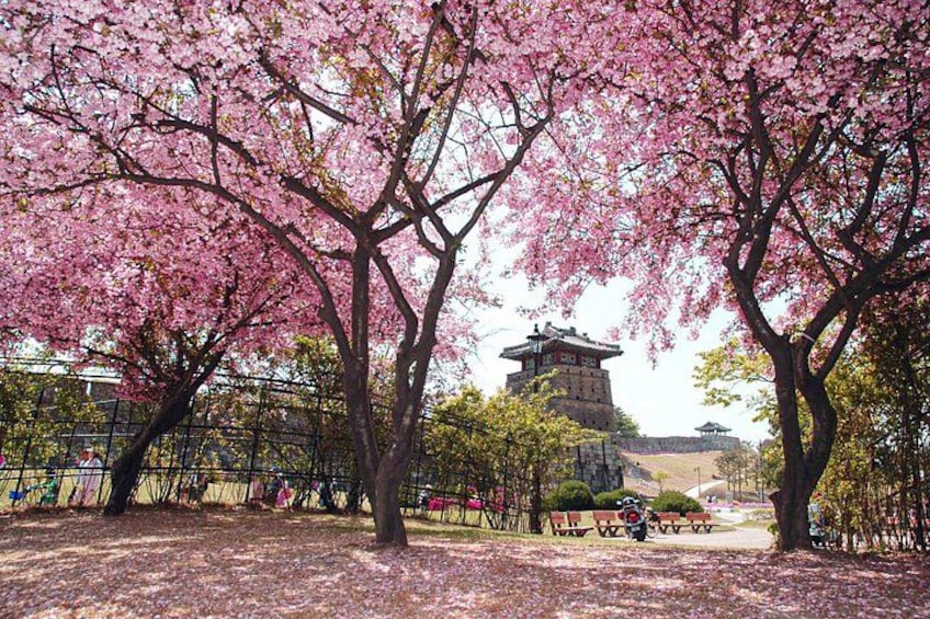 Korean Folk Village and Suwon Hwaseong Fortress Full Day Tour 2