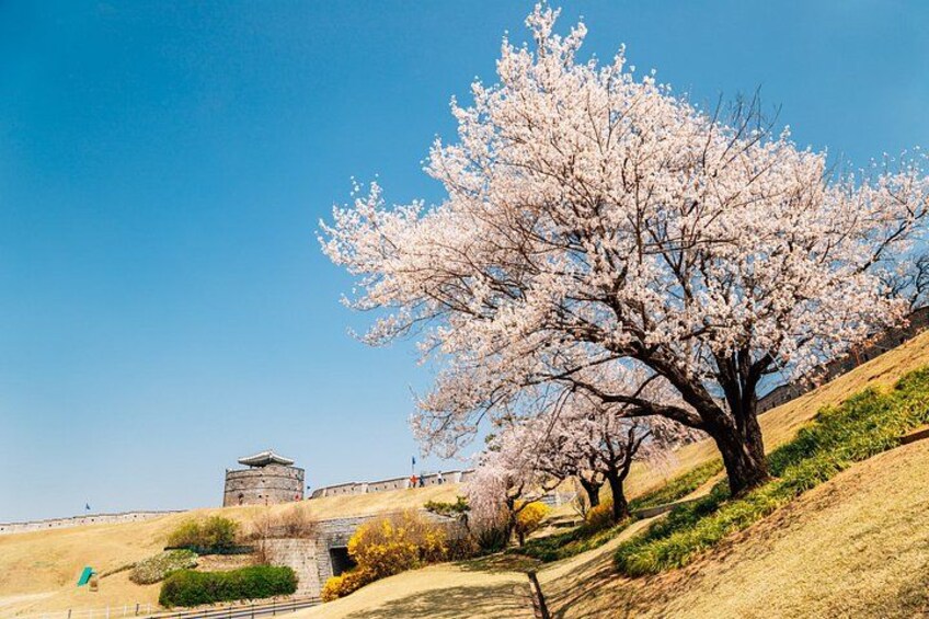 Korean Folk Village and Suwon Hwaseong Fortress Full Day Tour 2