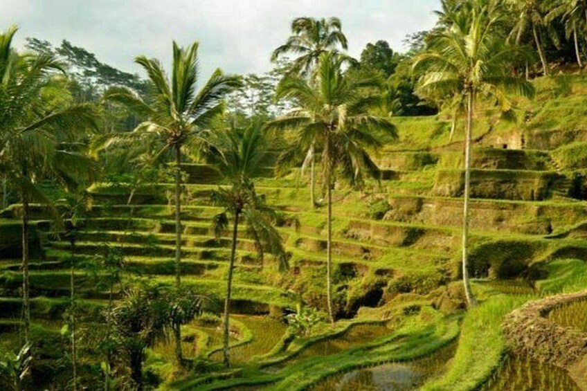 Terraced rice fields with palm trees. 3