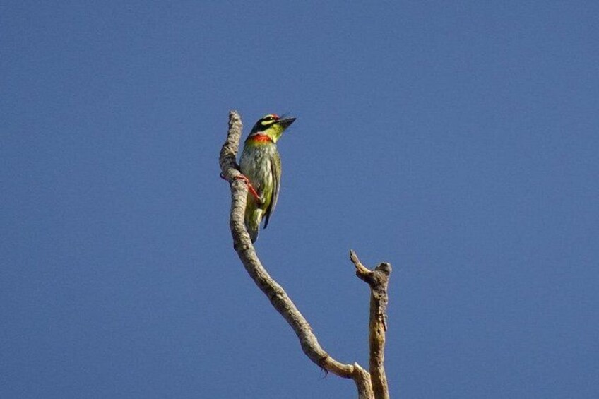 Karnala Bird Sanctuary Excursion From Mumbai 1