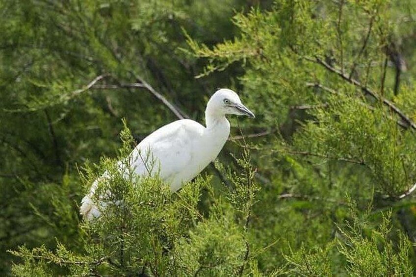 A white bird perched on green foliage. 1