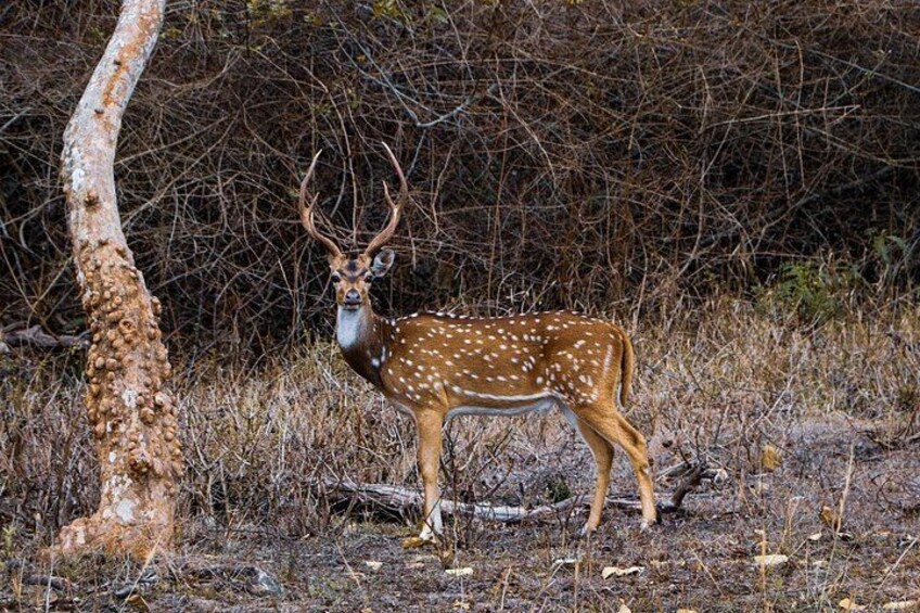 Karnala Bird Sanctuary Excursion From Mumbai 4