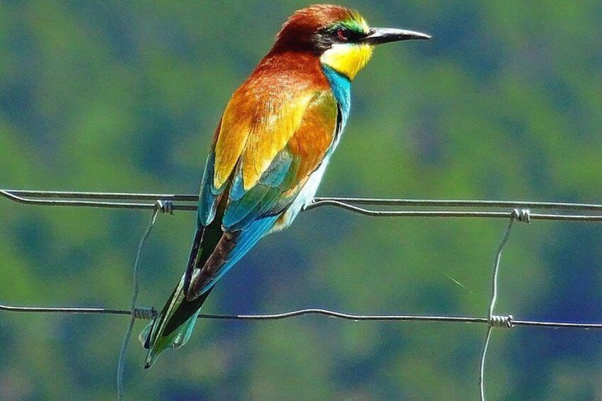 Karnala Bird Sanctuary Excursion From Mumbai 5