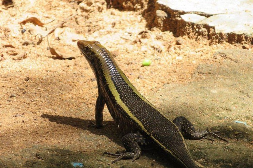 A lizard on a sandy surface with a rocky background. 2