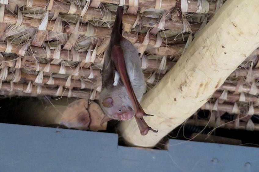 A bat hanging from a woven structure. 4