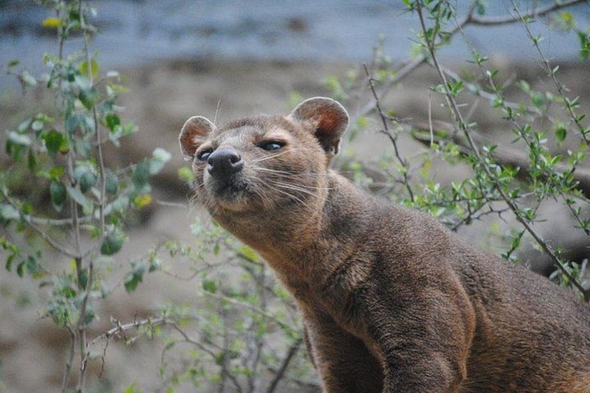 A brown animal with a bushy tail in a natural setting with green foliage. 5