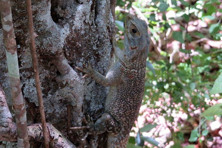 A lizard on a tree trunk in a forested area. 3