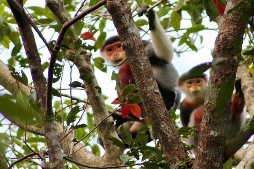 Red shanked douc monkey 2