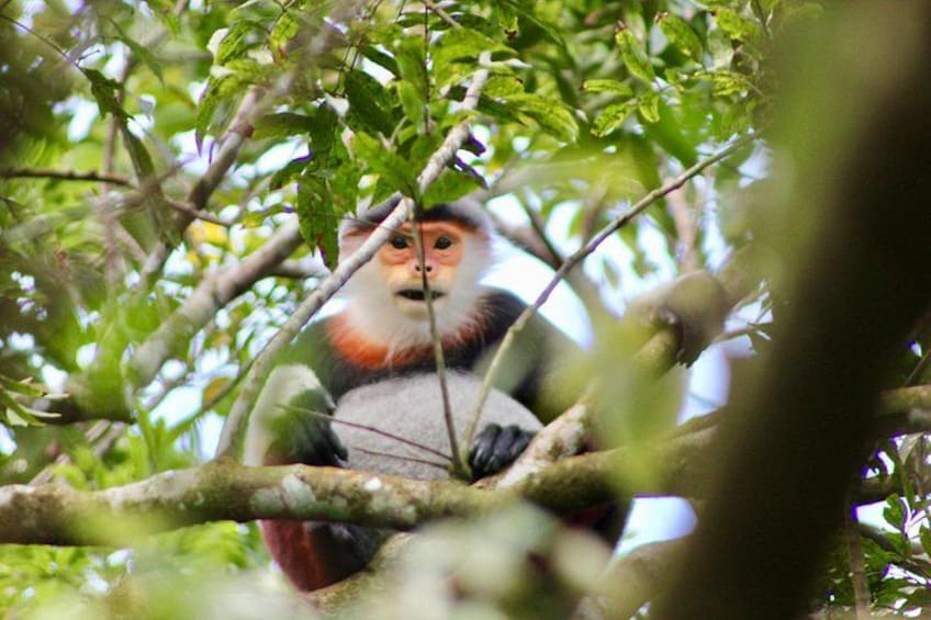 Red-shrank Douc Langur 5