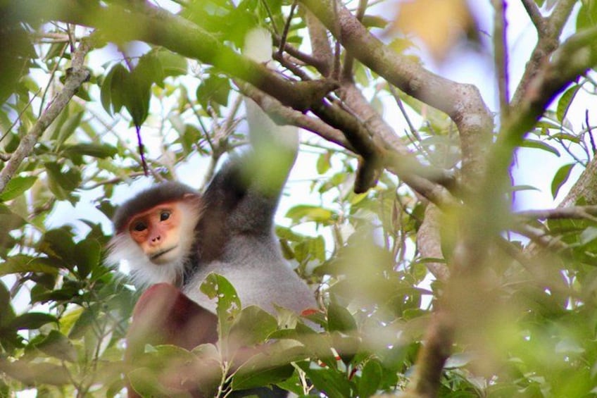 If you are lucky enough to spot doucs in the wild, you’ll be sure never to forget them! These beautiful creatures are indeed a sight to behold. 4