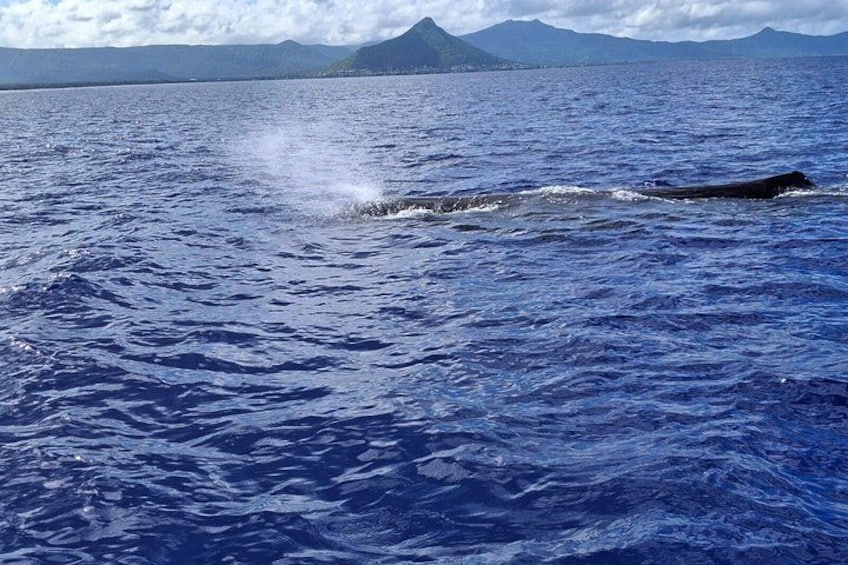 Una ballena rompe la superficie del océano, con montañas al fondo. 5
