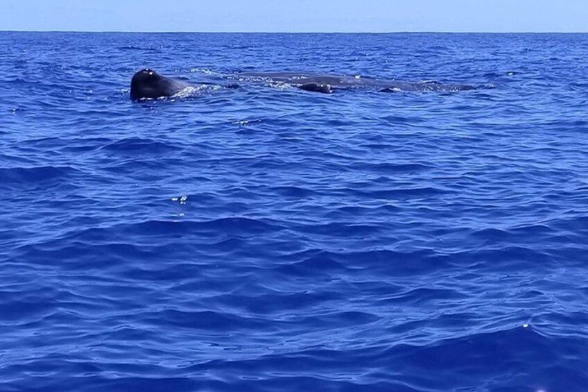 Une baleine nage dans l’océan. 4