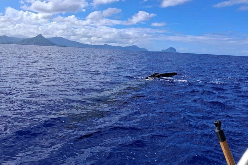 Une baleine jaillissant à la surface de l’océan, un bateau et des montagnes lointaines sous un ciel partiellement nuageux. 2
