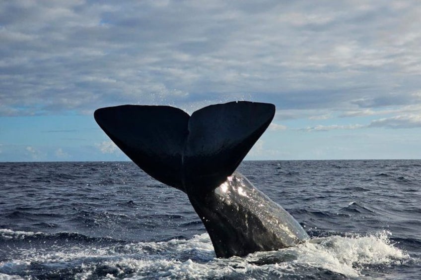 Une queue de baleine émergeant à la surface de l’océan. 3