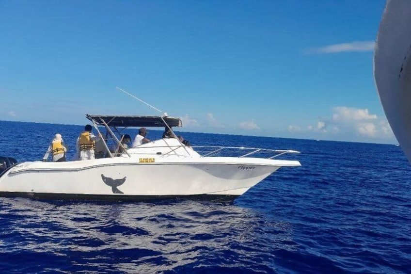 Whale watching - Exclusivity 4