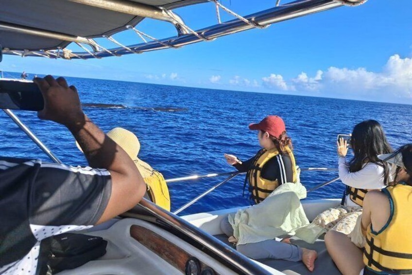 Whale watching - Exclusivity 2