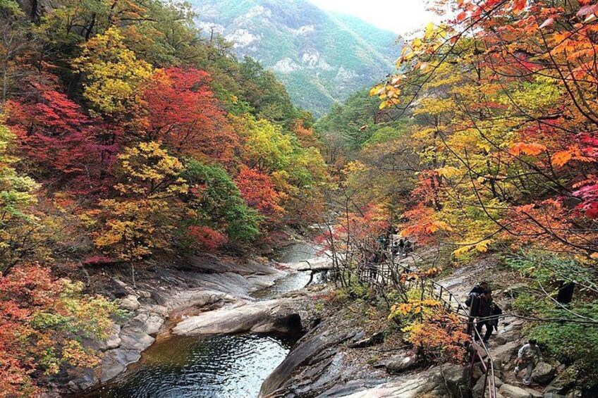 Un río fluye a través de un bosque con árboles de tonos otoñales. 3