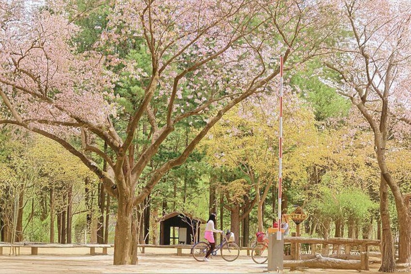 Un parque con árboles de cerezo en flor, una bicicleta y una pequeña estructura. 2