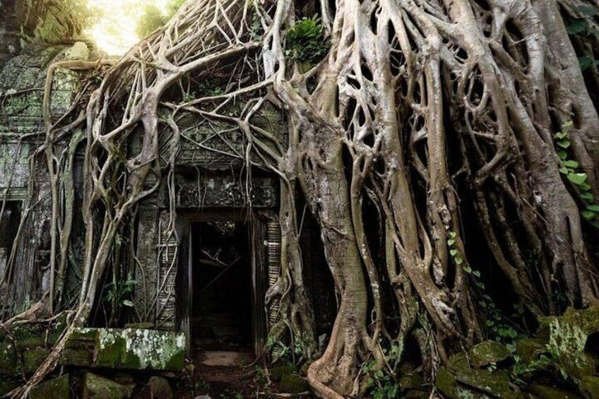 Ta Prohm Temple 5