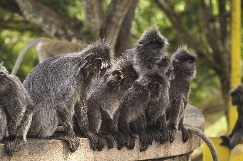 Un groupe de singes sur une corniche. 2