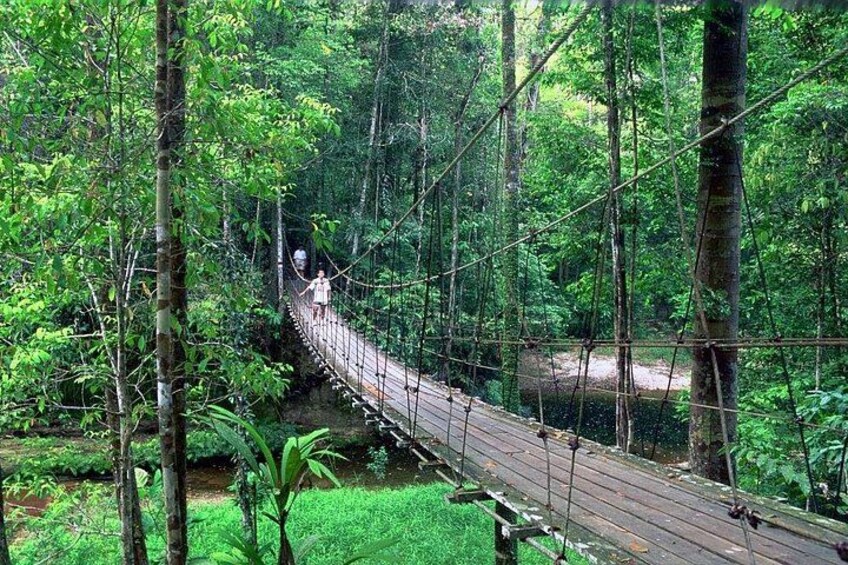 Lambir National Park 2
