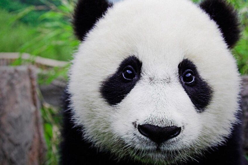 Un panda con pelaje blanco y negro, una oreja visible, y un fondo de follaje verde. 4