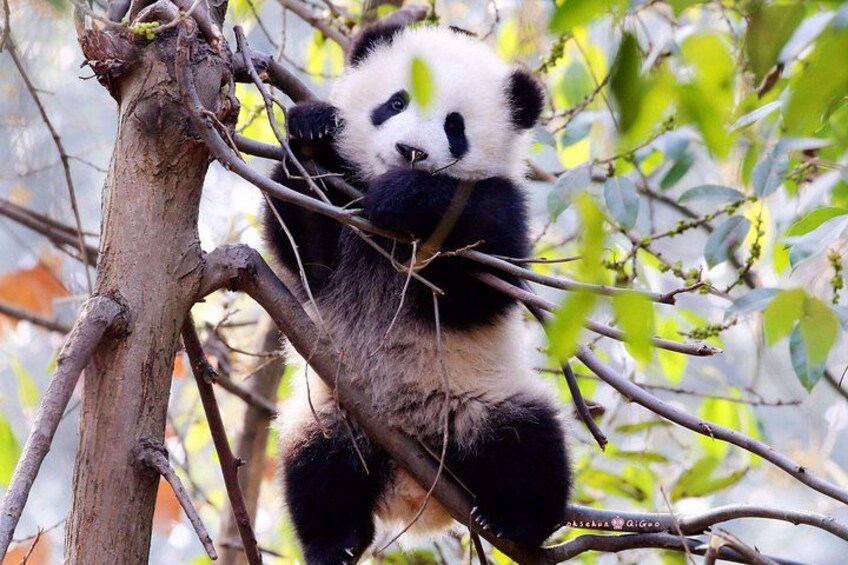 Un panda descansando sobre una rama de árbol en un área boscosa. 1