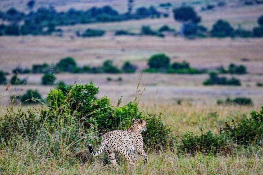 Silent steps of the hunter: cheetah on the hunt 4