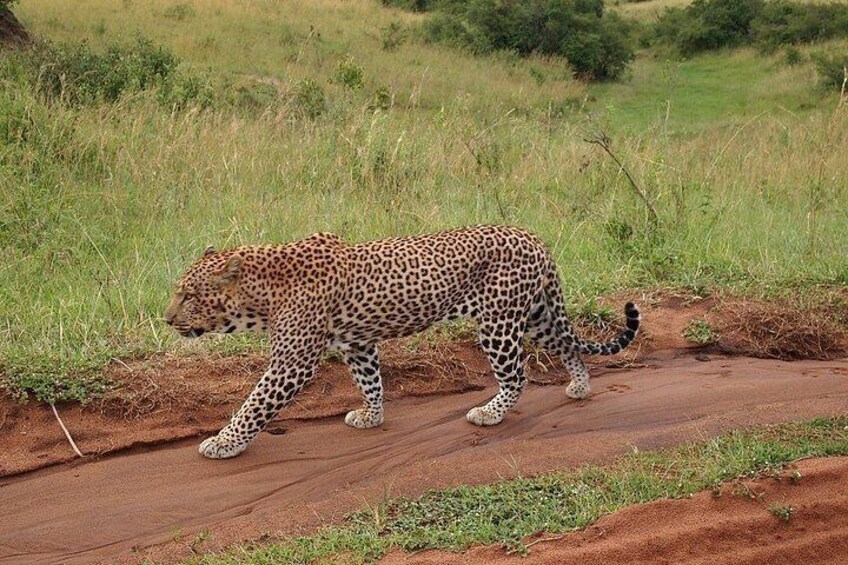 "Grace in motion, the cheetah glides through the savannah 1