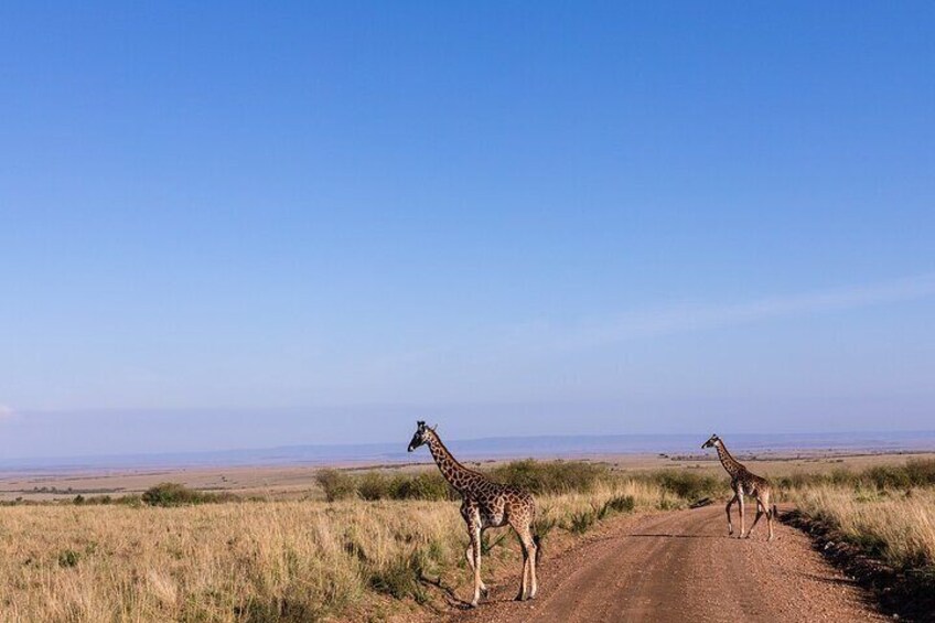 3 Days PRIVATE LUXURY SAFARI to Masai Mara from Nairobi