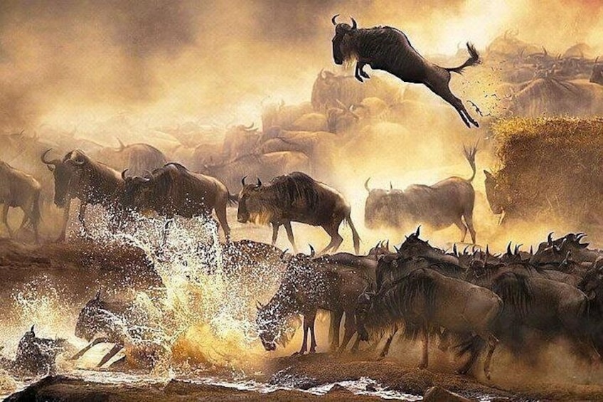 wildebeests crossing 3