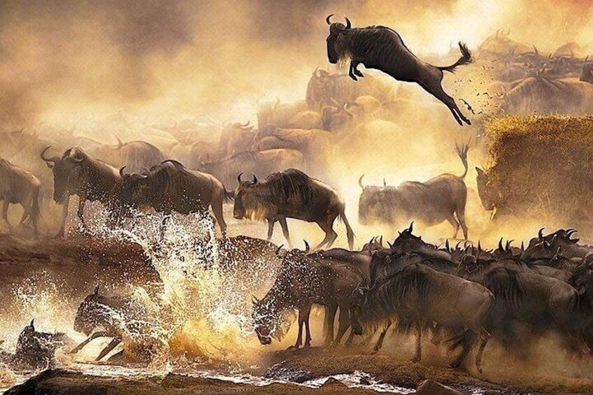 wildebeests crossing 5