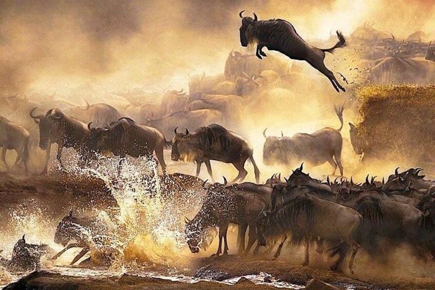 A herd of wildebeests in motion, with one jumping over a water body. 4