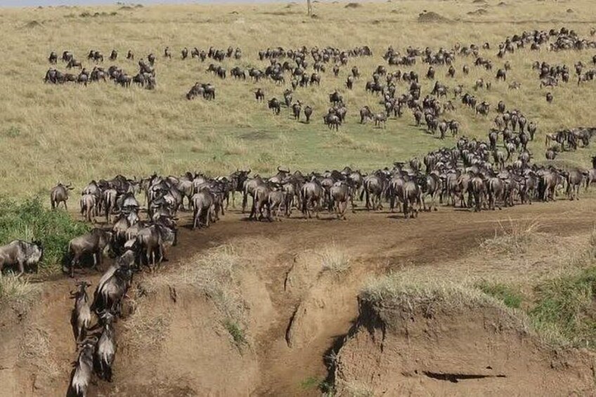 A herd of wildebeests crossing a dirt path in a grassy field. 1
