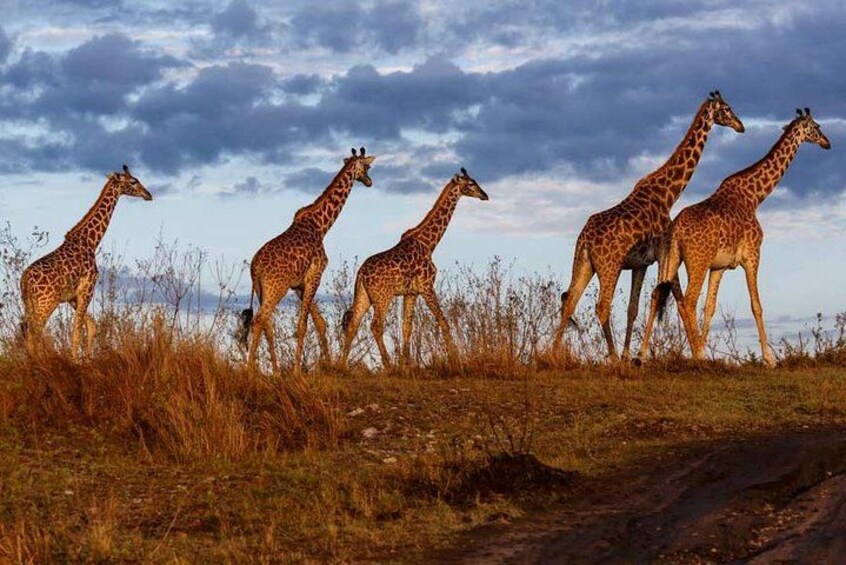 A group of giraffes walking on a dirt path in a grassy field. 5
