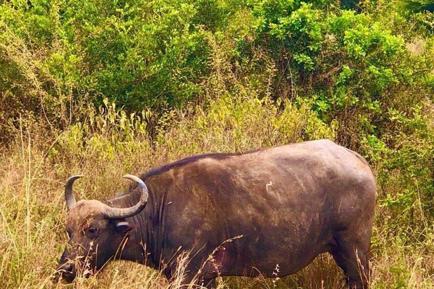 A buffalo in a grassy field with dense green foliage in the background. 3
