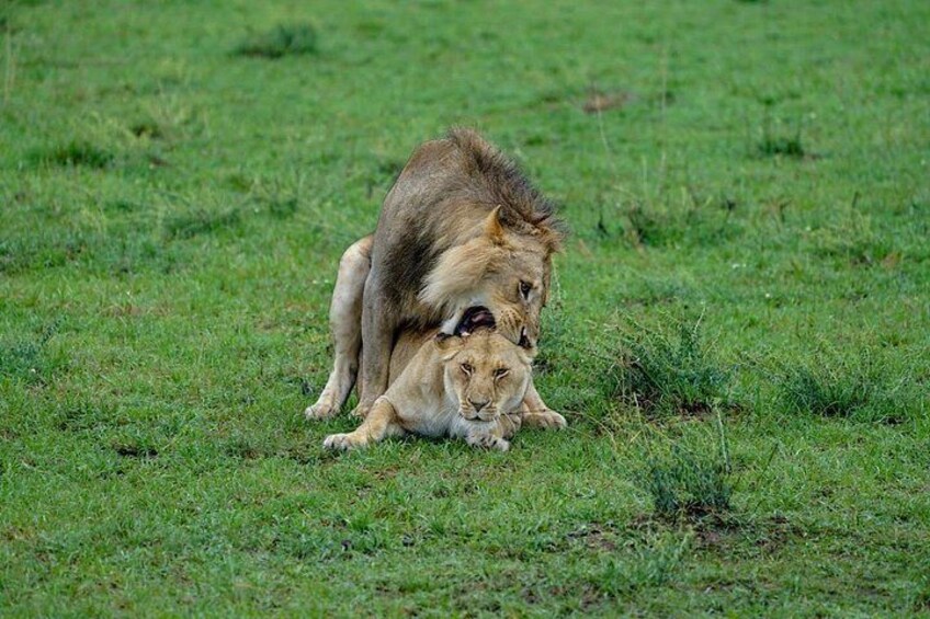 Lions mating 3