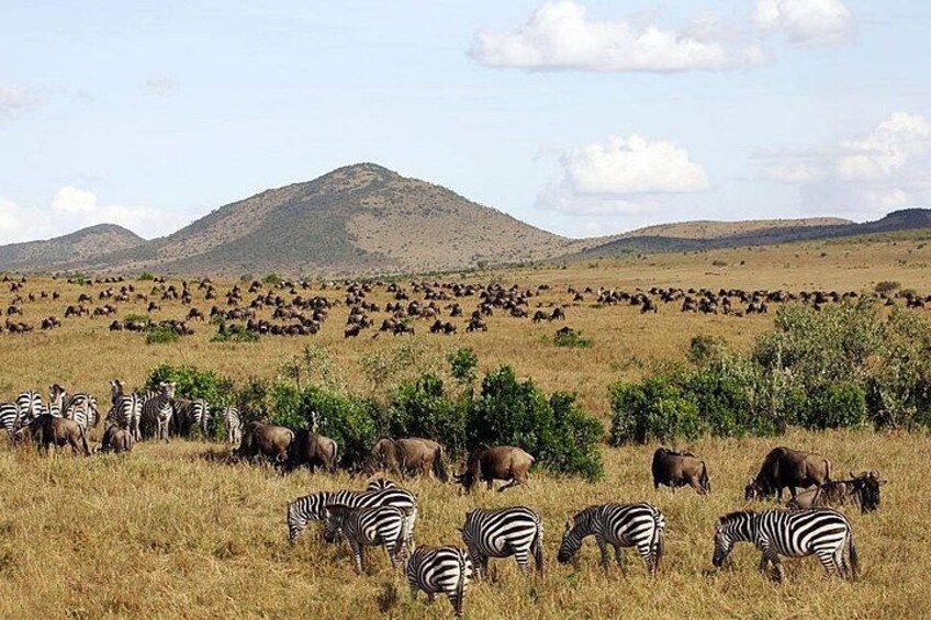 wildebeests and zebras grazing 2