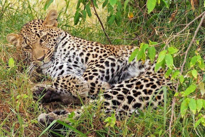 "Amidst the tranquility of the savannah, a cheetah finds solace in rest. 4